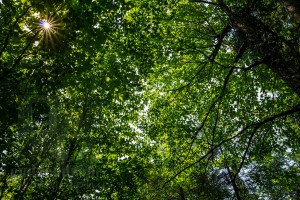 Rays of sunlight through leaves