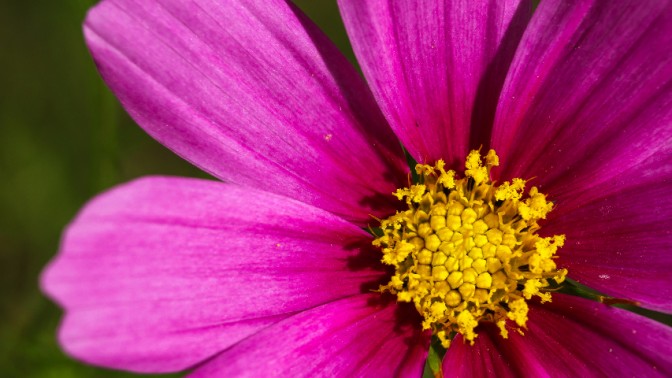 Photographie Macro, je m'y suis lancé cet été