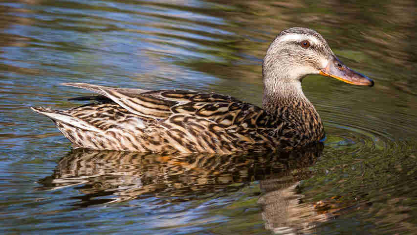 Canards sauvages à Val-David | end2end zone